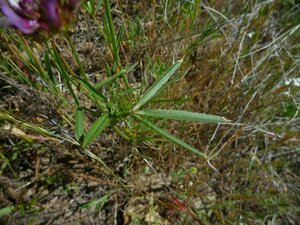 Trifolium willdenovii Leaf